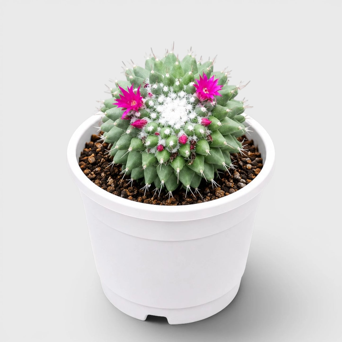 Healthy well-rooted Mammillaria Polythele cactus