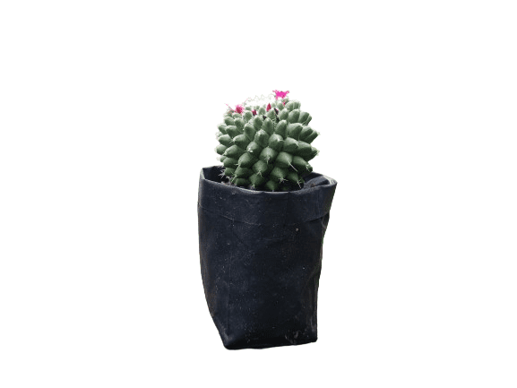 Mammillaria Polythele: Unveiling Nature's Elegance in the Feather Cactus - My Store