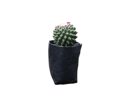 Mammillaria Polythele: Unveiling Nature's Elegance in the Feather Cactus - My Store