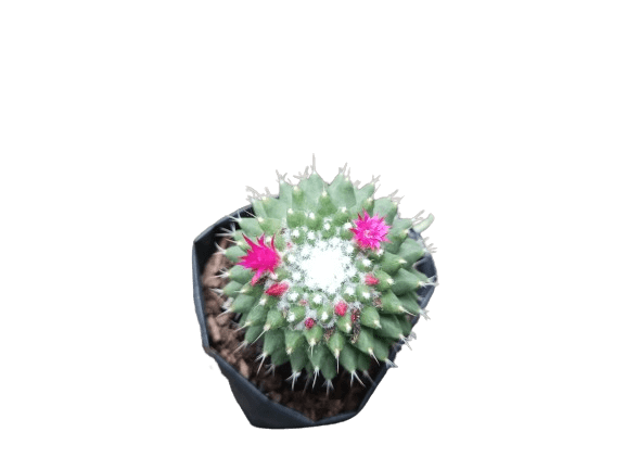 Mammillaria Polythele: Unveiling Nature's Elegance in the Feather Cactus - My Store