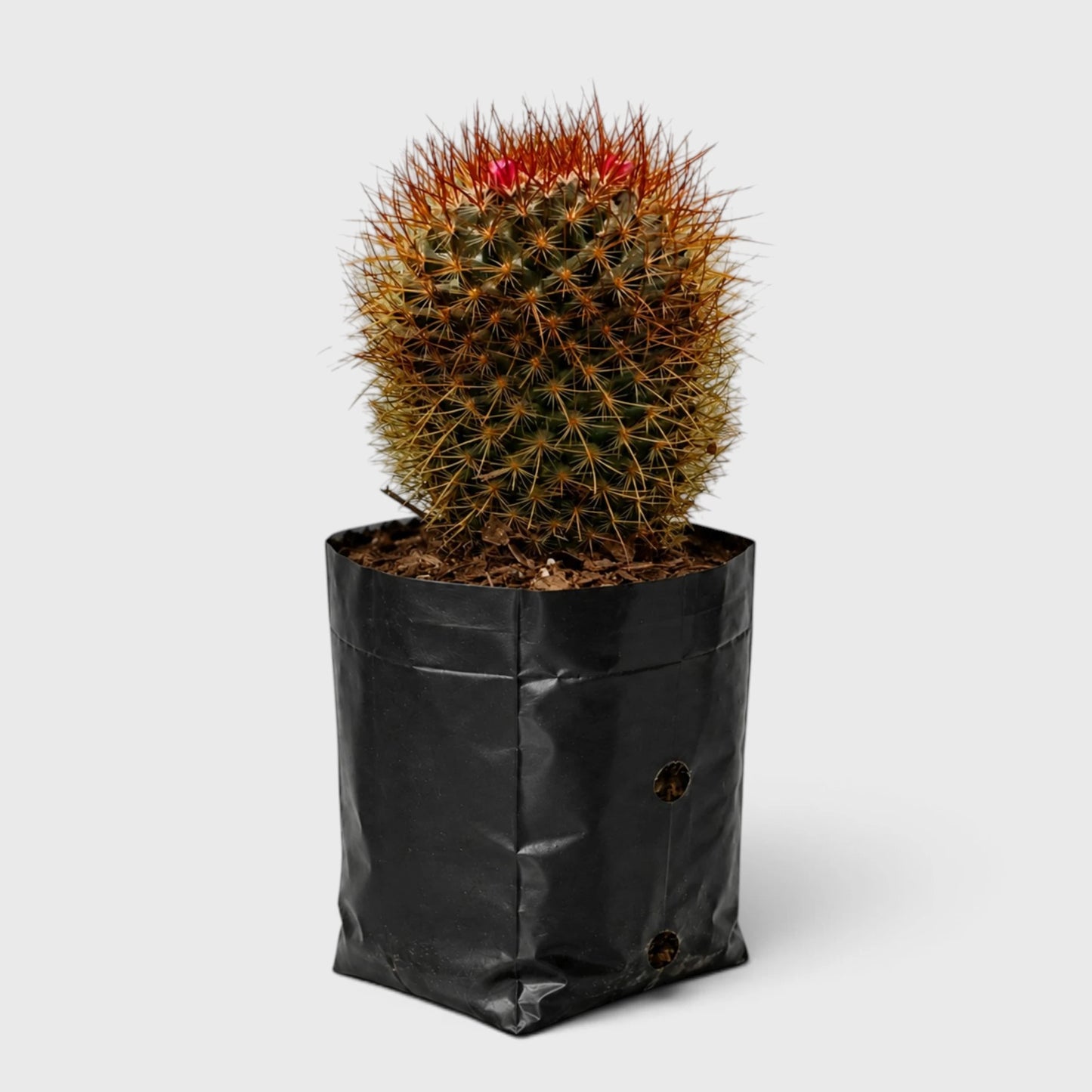Mammillaria Pringlei – Mature Well-Rooted Live Cactus Plant