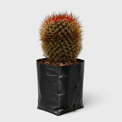 Mammillaria Pringlei – Mature Well-Rooted Live Cactus Plant
