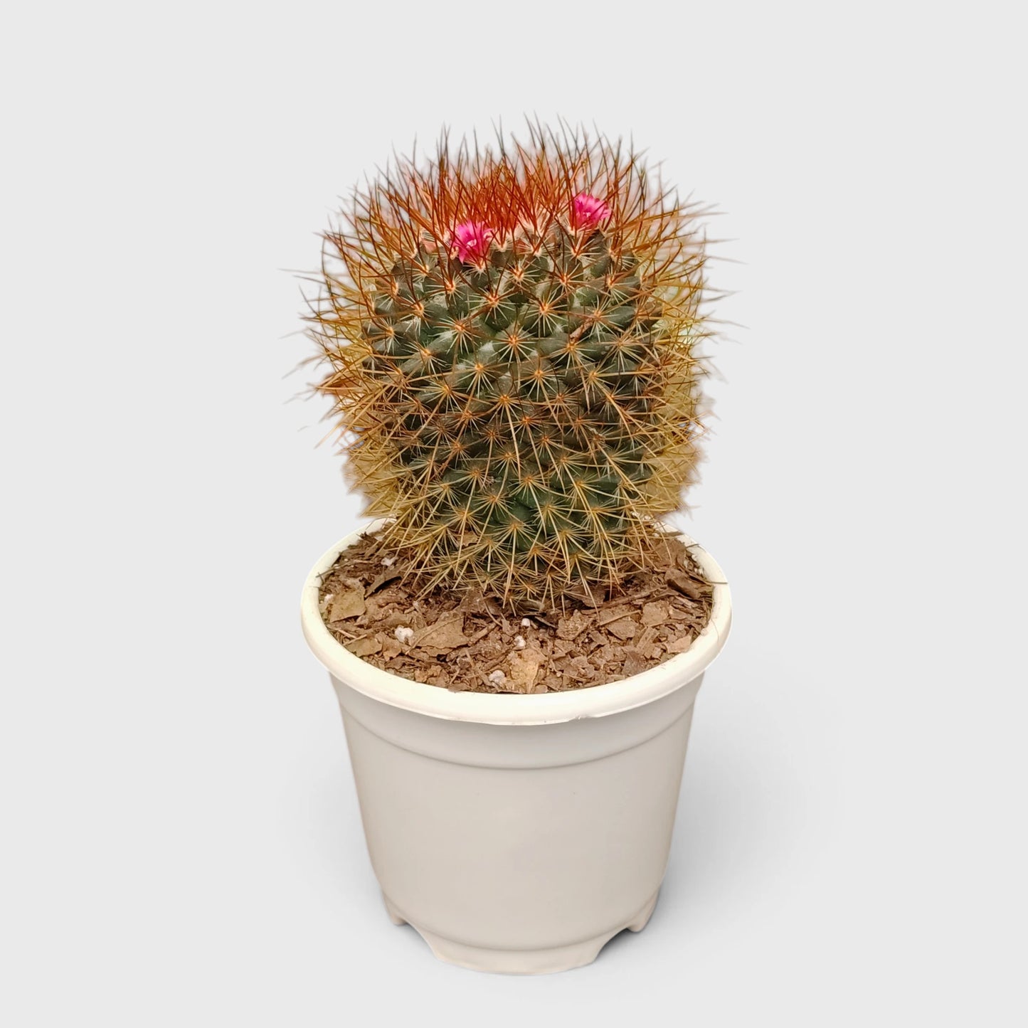Mammillaria Pringlei – Mature Well-Rooted Live Cactus Plant