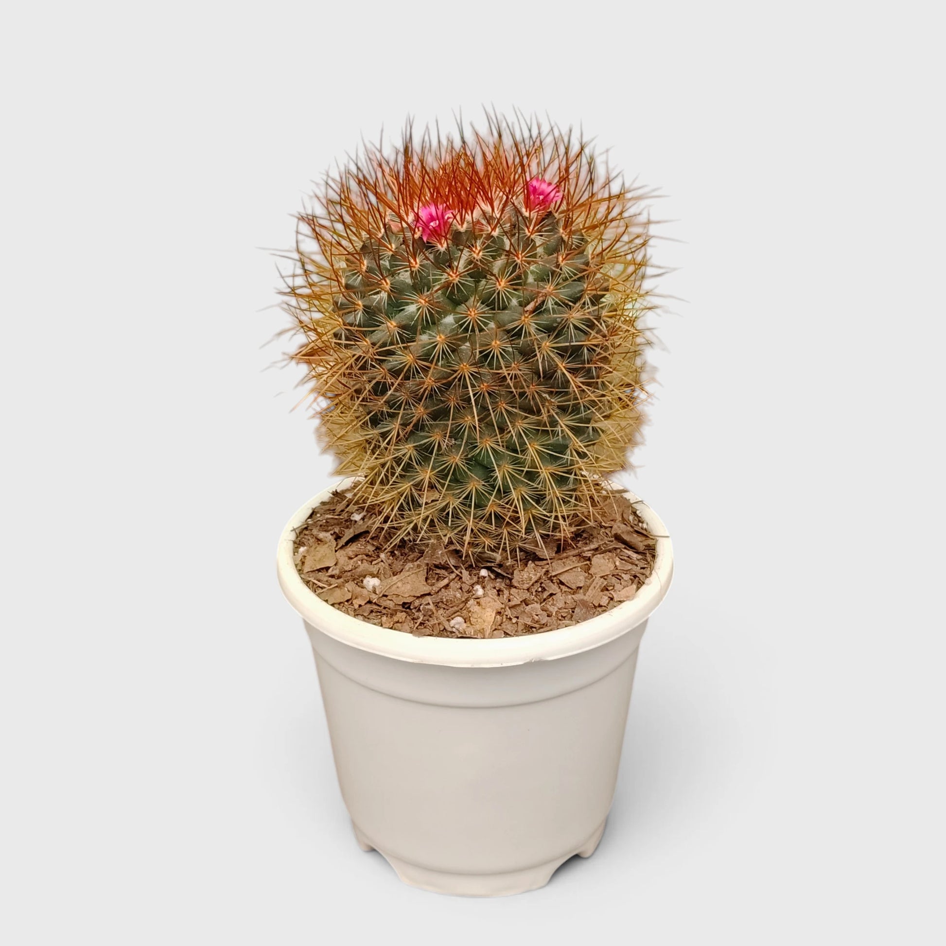 Mammillaria Pringlei – Mature Well-Rooted Live Cactus Plant