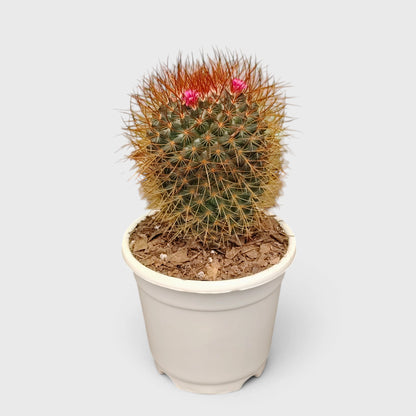 Mammillaria Pringlei – Mature Well-Rooted Live Cactus Plant