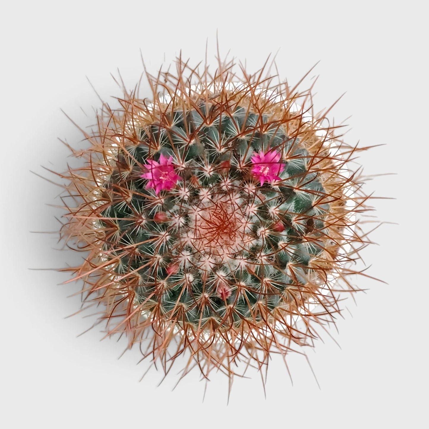 Mammillaria Pringlei – Mature Well-Rooted Live Cactus Plant
