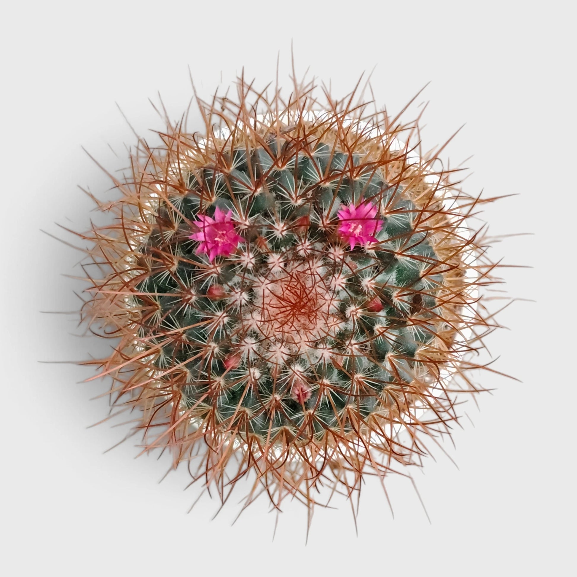 Mammillaria Pringlei – Mature Well-Rooted Live Cactus Plant