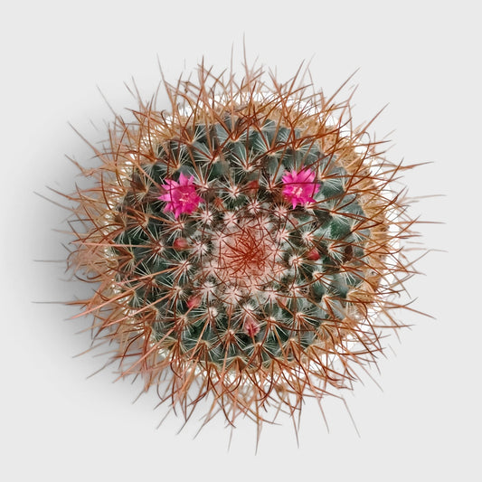 Mammillaria Pringlei – Mature Well-Rooted Live Cactus Plant