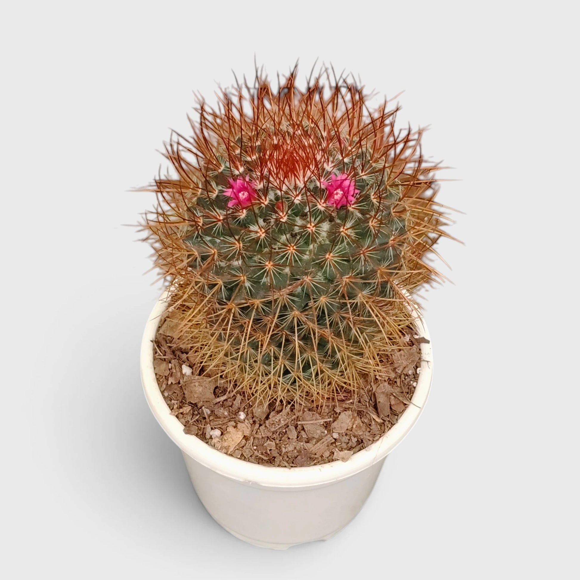 Mammillaria Pringlei – Mature Well-Rooted Live Cactus Plant