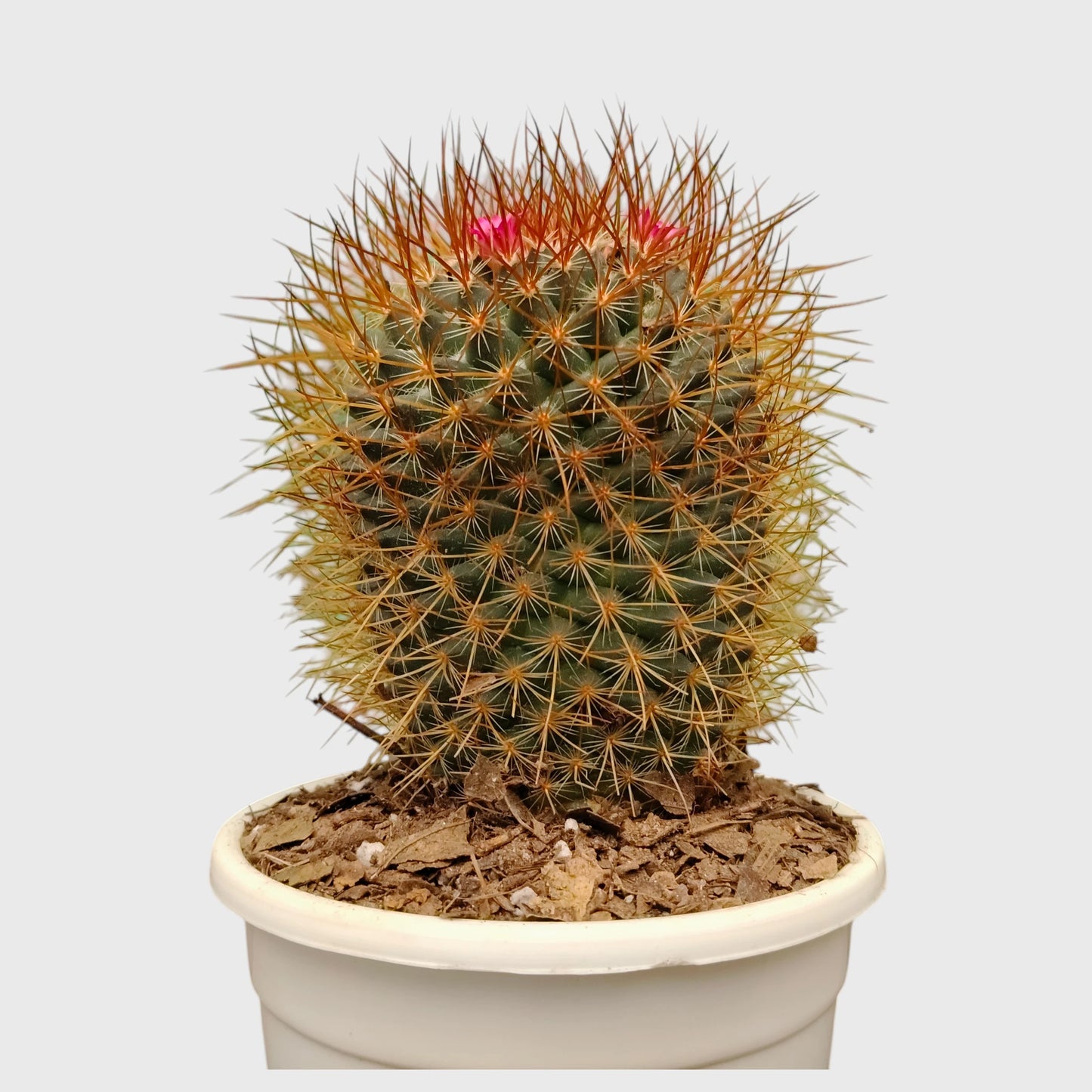 Mammillaria Pringlei – Mature Well-Rooted Live Cactus Plant