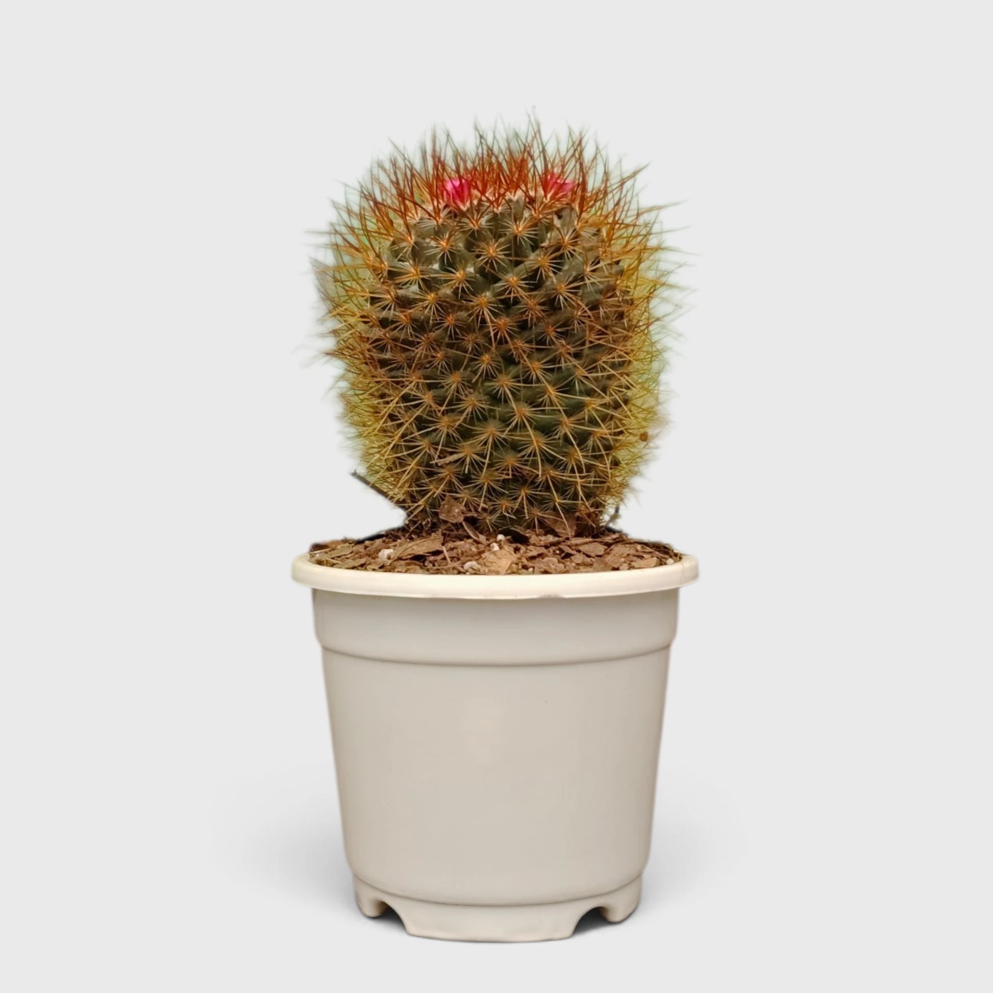 Mammillaria Pringlei – Mature Well-Rooted Live Cactus Plant