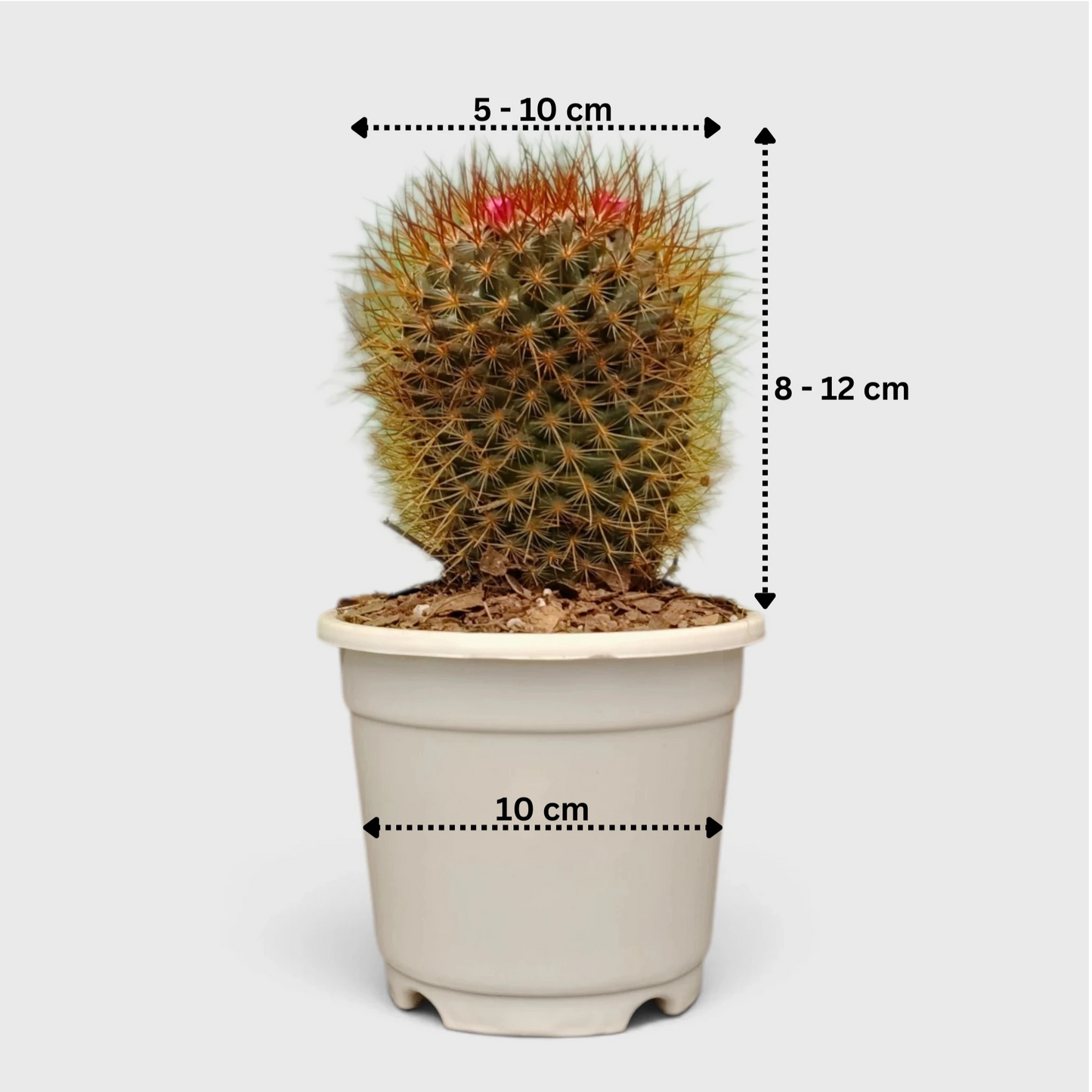 Mammillaria Pringlei – Mature Well-Rooted Live Cactus Plant