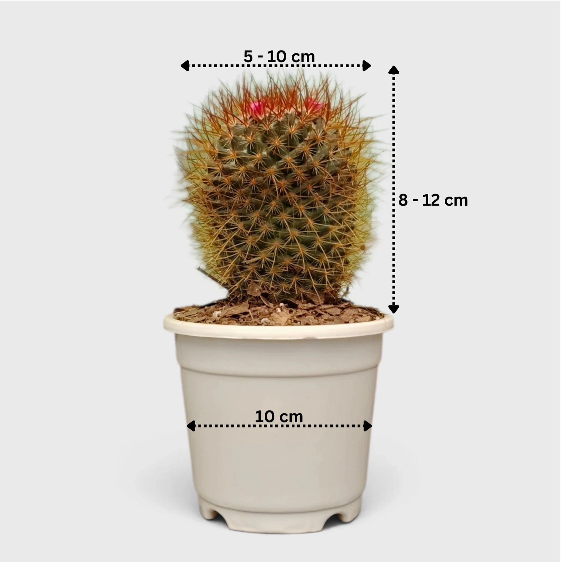 Mammillaria Pringlei – Mature Well-Rooted Live Cactus Plant