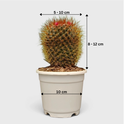 Mammillaria Pringlei – Mature Well-Rooted Live Cactus Plant