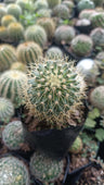 Mammillaria 'Pringlei' Bare-Rooted: Your Prickly Friend for Every Space