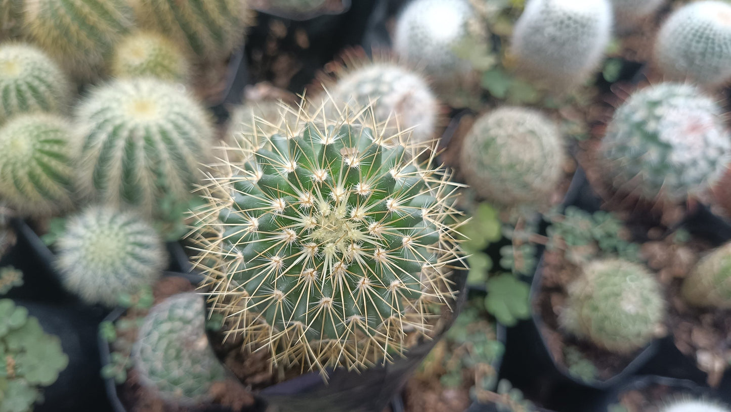 Mammillaria Pringlei: Your Prickly Friend for Every Space - My Store