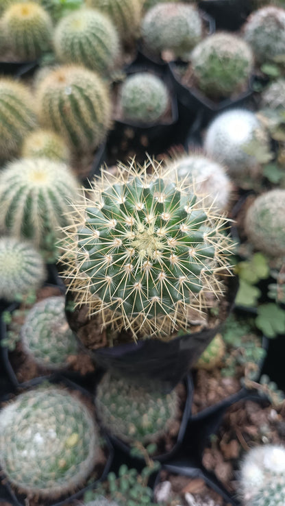Mammillaria Pringlei: Your Prickly Friend for Every Space - My Store