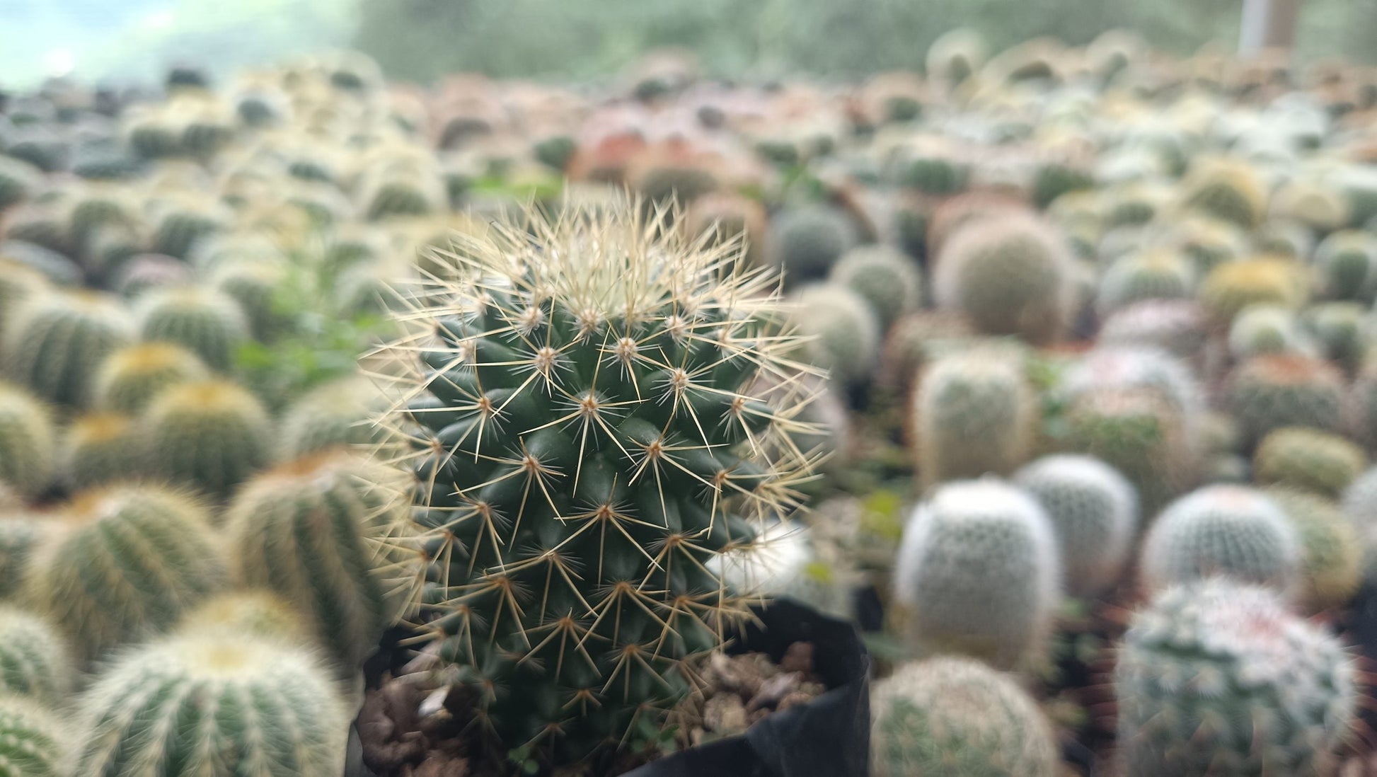 Mammillaria Pringlei: Your Prickly Friend for Every Space - My Store