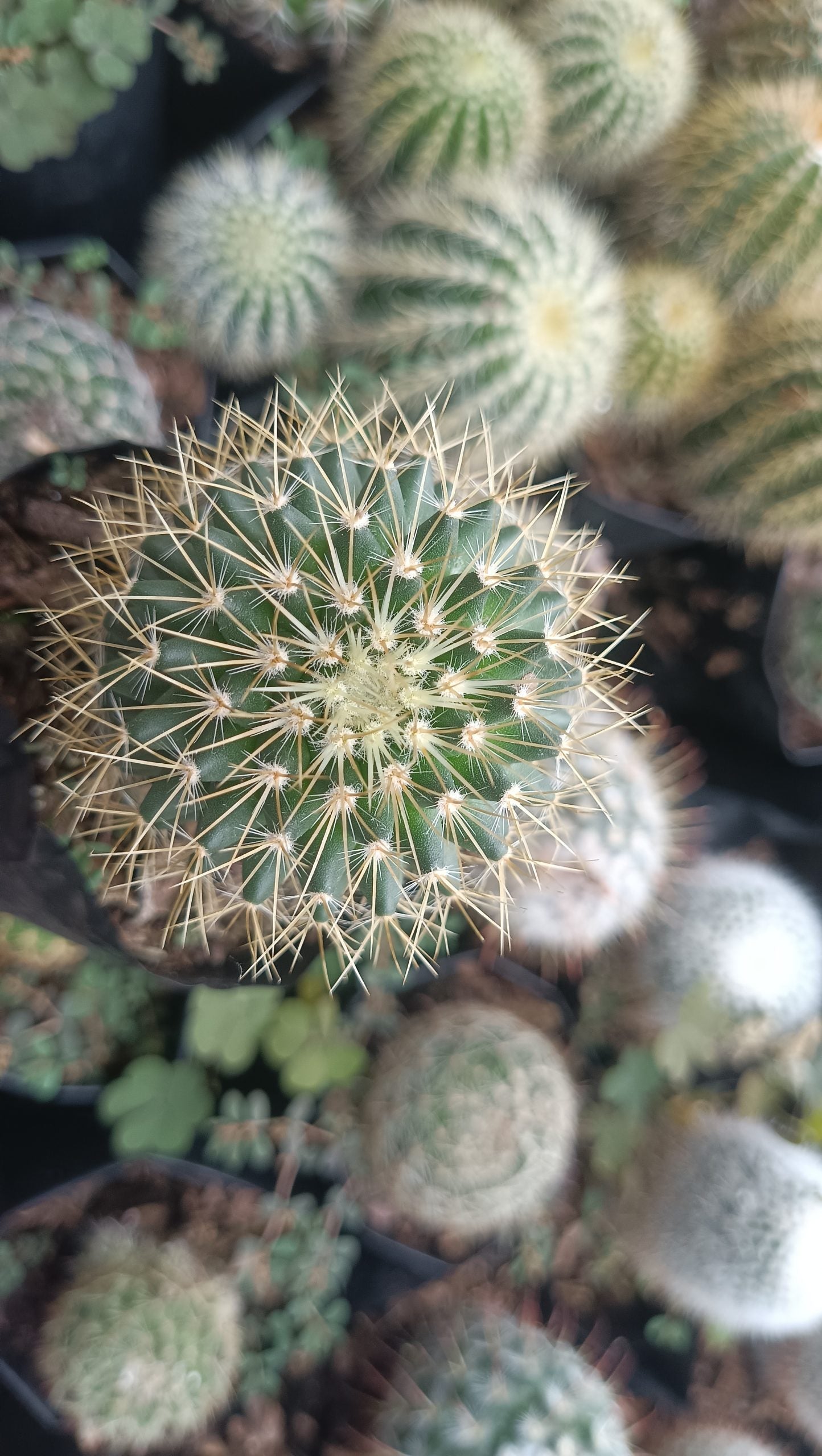 Mammillaria Pringlei: Your Prickly Friend for Every Space - My Store