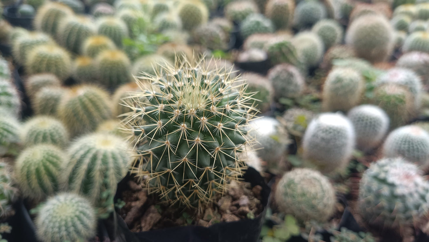 Mammillaria Pringlei: Your Prickly Friend for Every Space - My Store