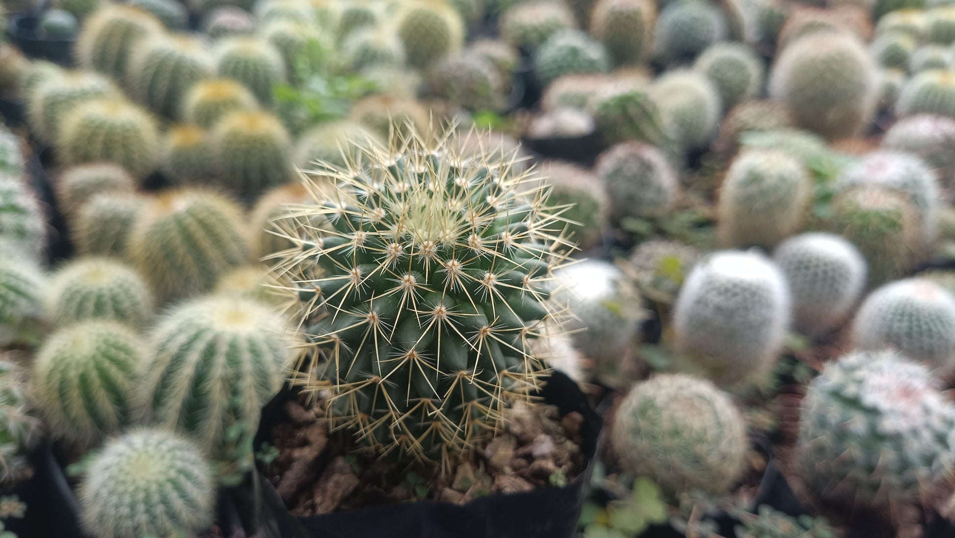 Mammillaria Pringlei: Your Prickly Friend for Every Space - My Store