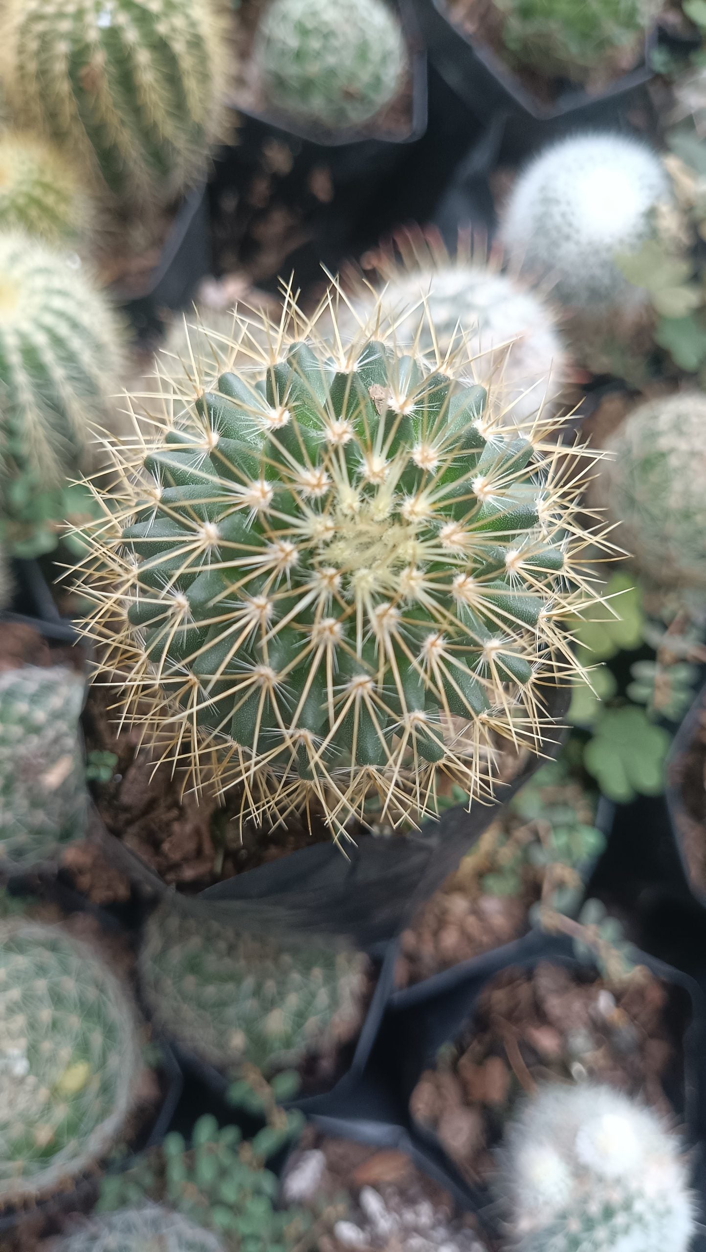 Mammillaria Pringlei: Your Prickly Friend for Every Space - My Store