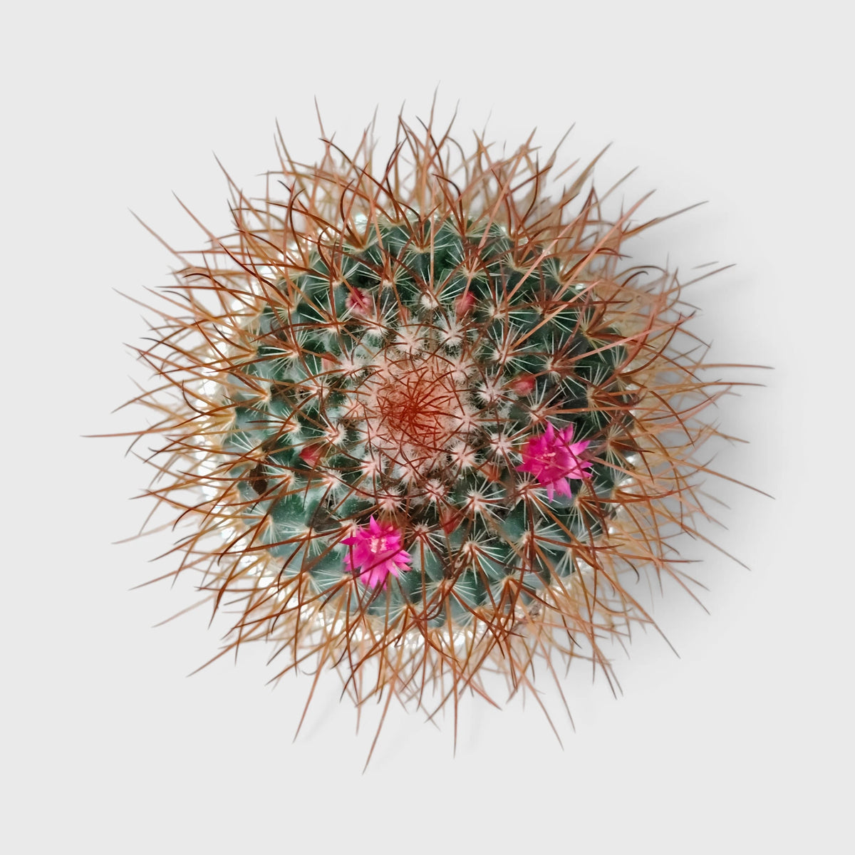 5 Different Flowering Cactus Combo | Mature Well-Rooted Cactus Collection