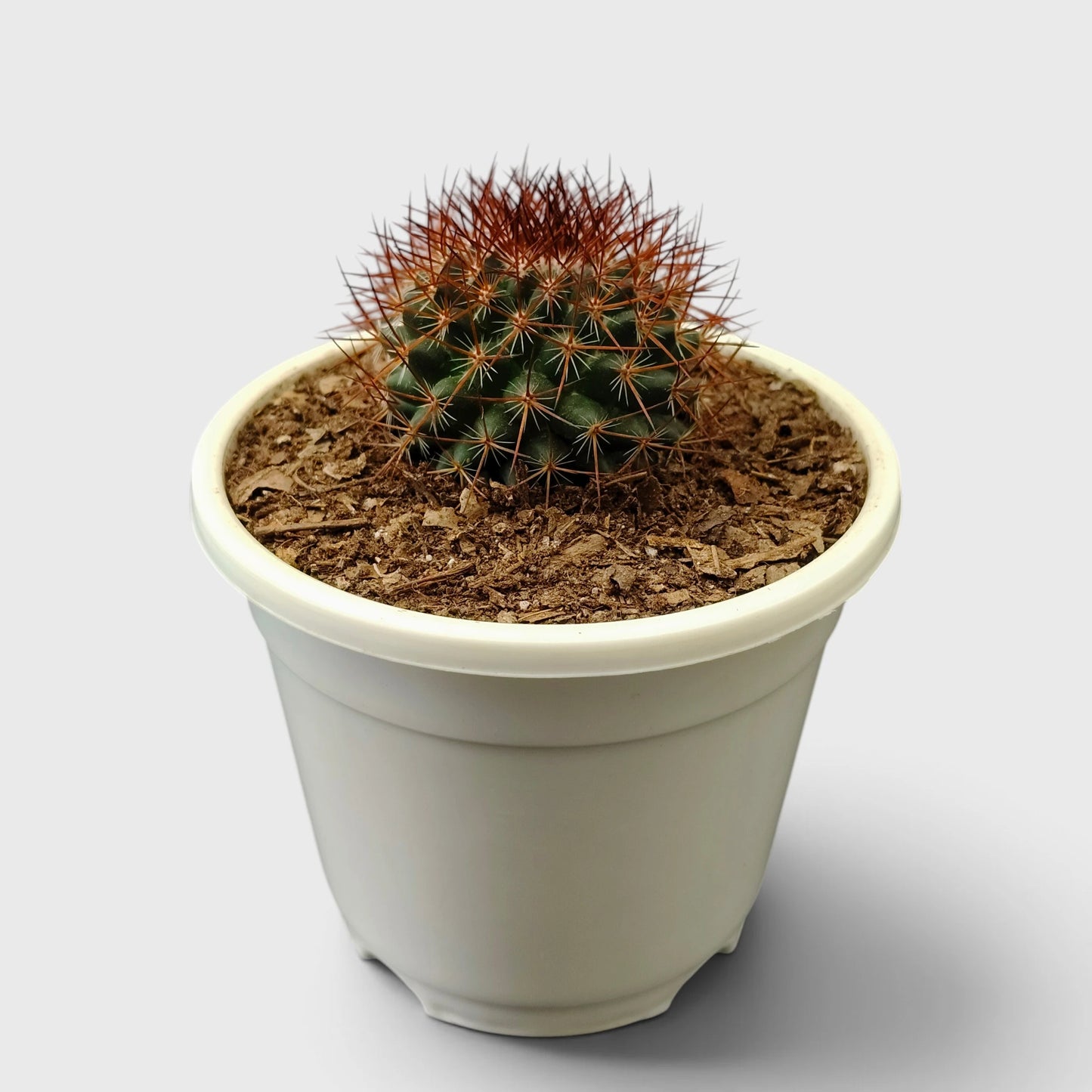 Mammillaria Rhodantha Rainbow – Rainbow Pincushion Cactus