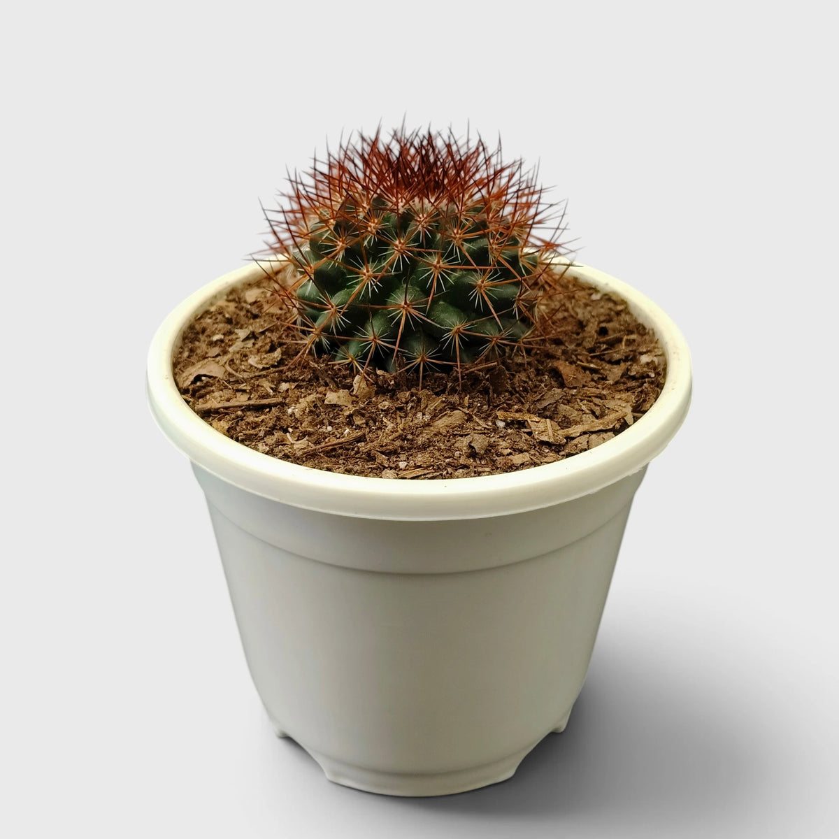 Mammillaria Rhodantha Rainbow – Rainbow Pincushion Cactus