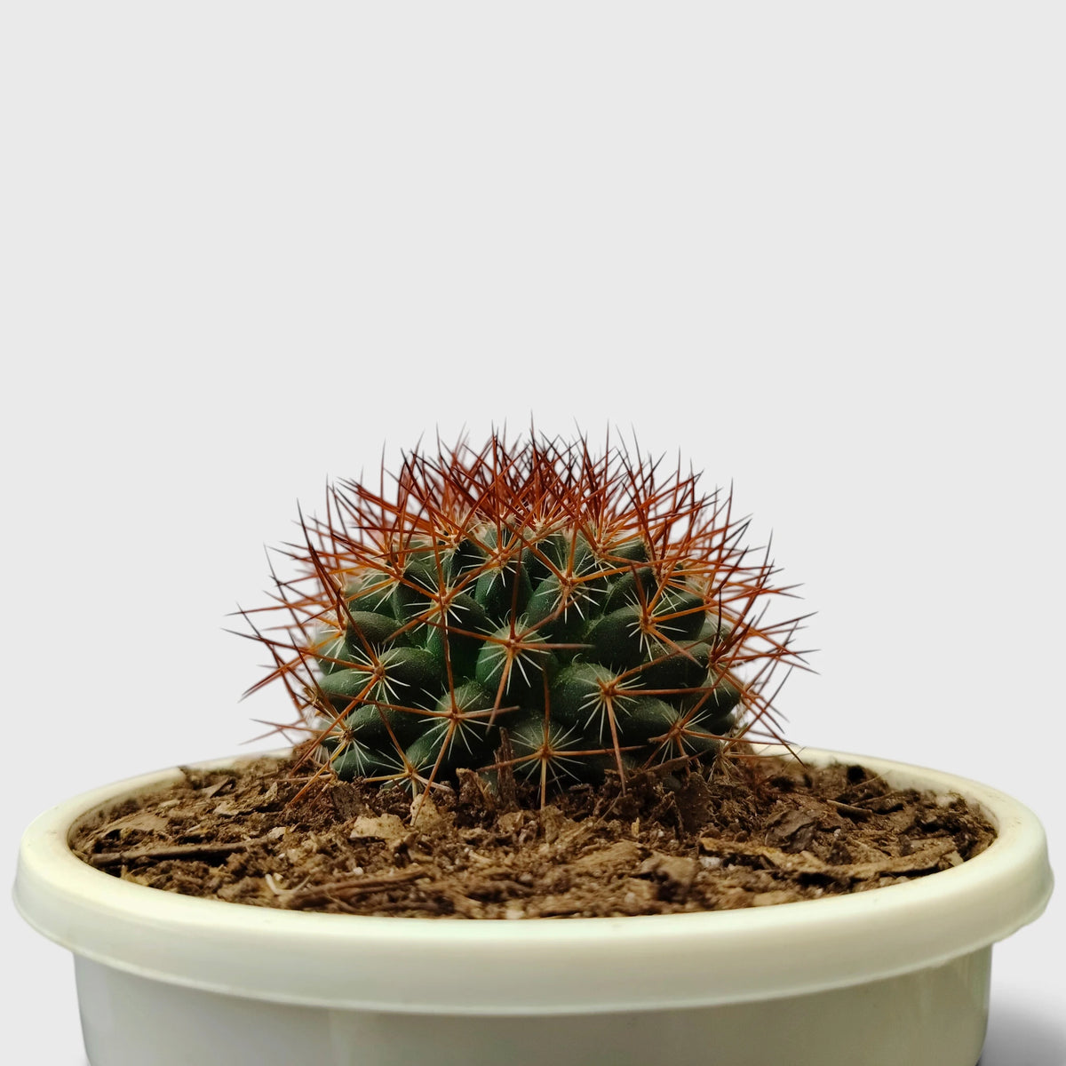 Mammillaria Rhodantha Rainbow – Rainbow Pincushion Cactus