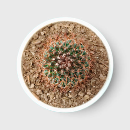 Mammillaria Rhodantha Rainbow – Rainbow Pincushion Cactus