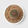Mammillaria Rhodantha Rainbow – Rainbow Pincushion Cactus
