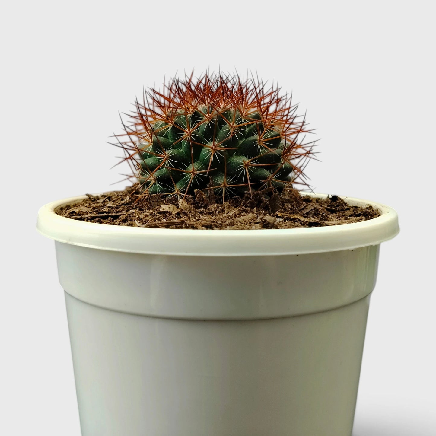 Mammillaria Rhodantha Rainbow – Rainbow Pincushion Cactus