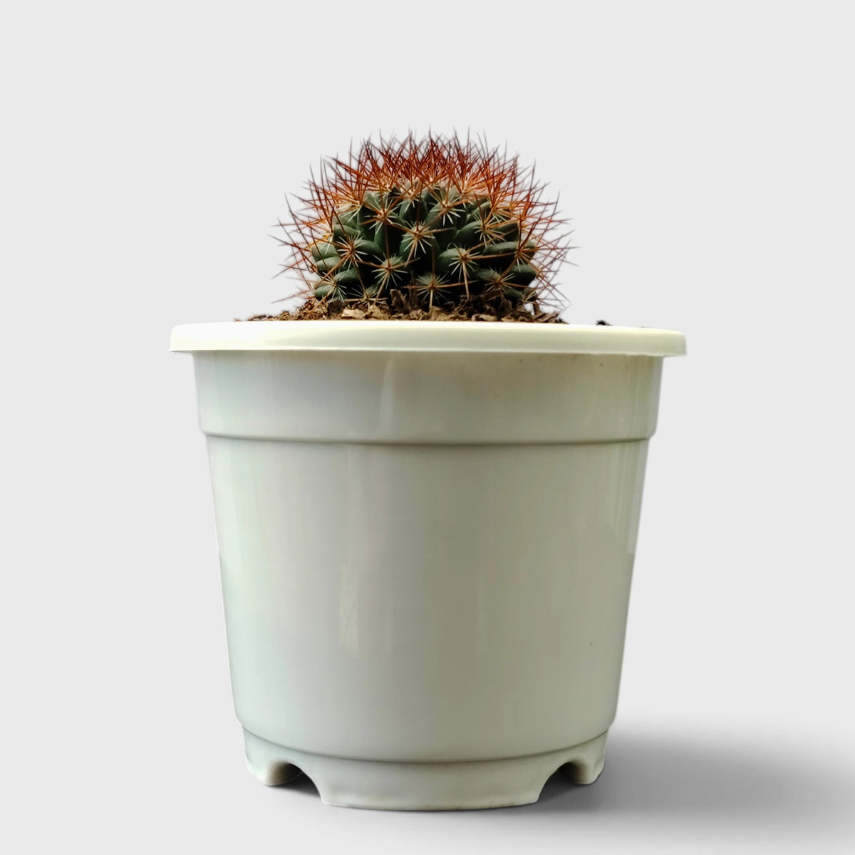 Mammillaria Rhodantha Rainbow – Rainbow Pincushion Cactus