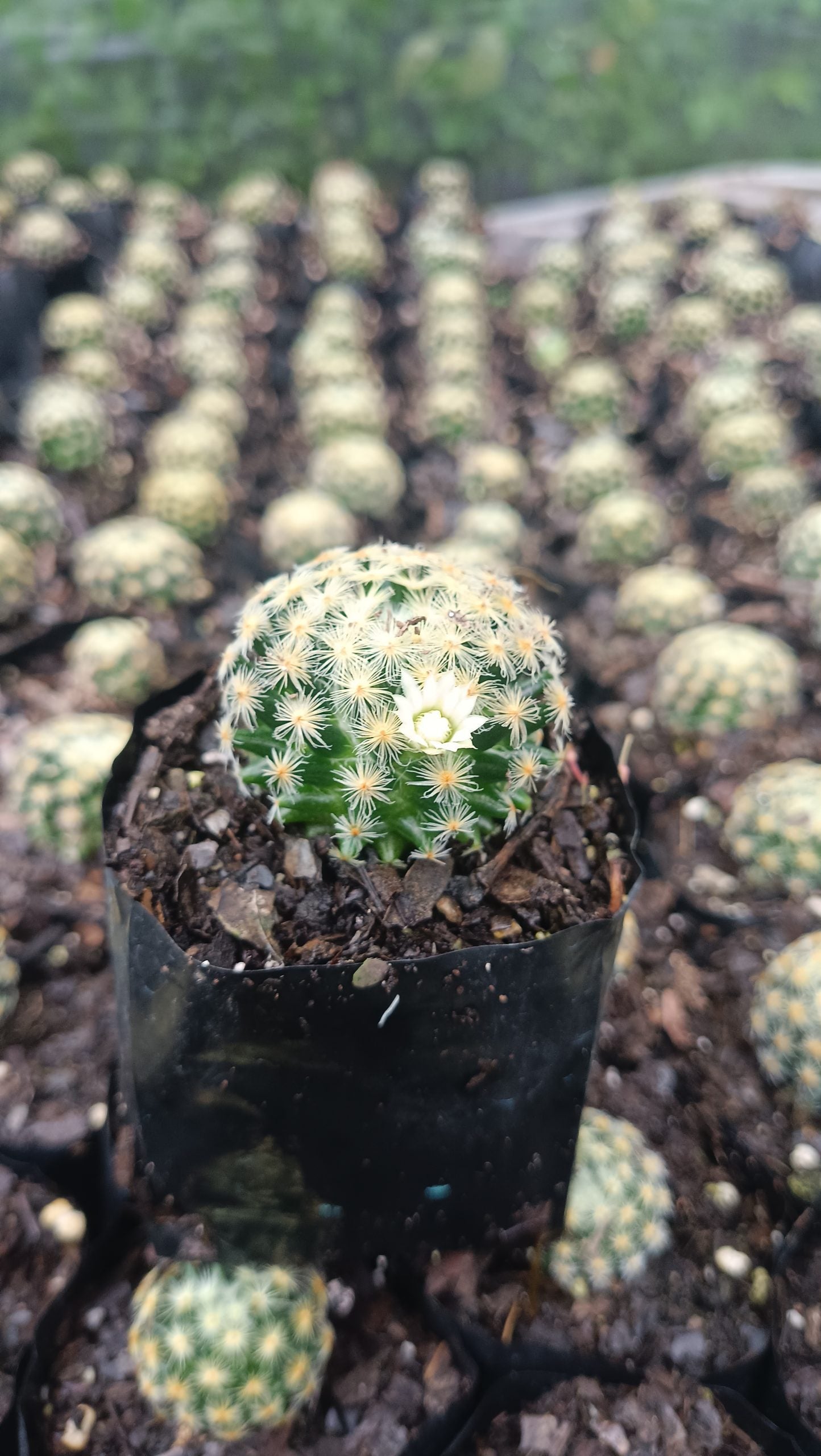 Mammillaria Roemeri Cactus - Unique and Eye - Catching Beauty - My Store