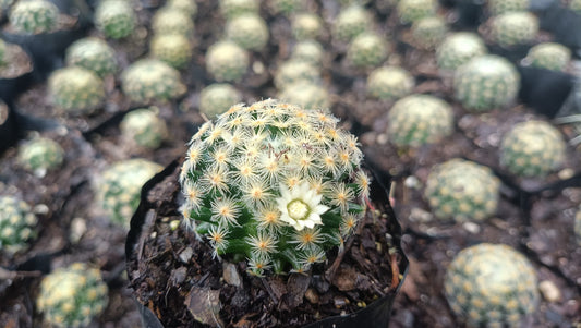 Mammillaria Roemeri Cactus - Unique and Eye - Catching Beauty - My Store