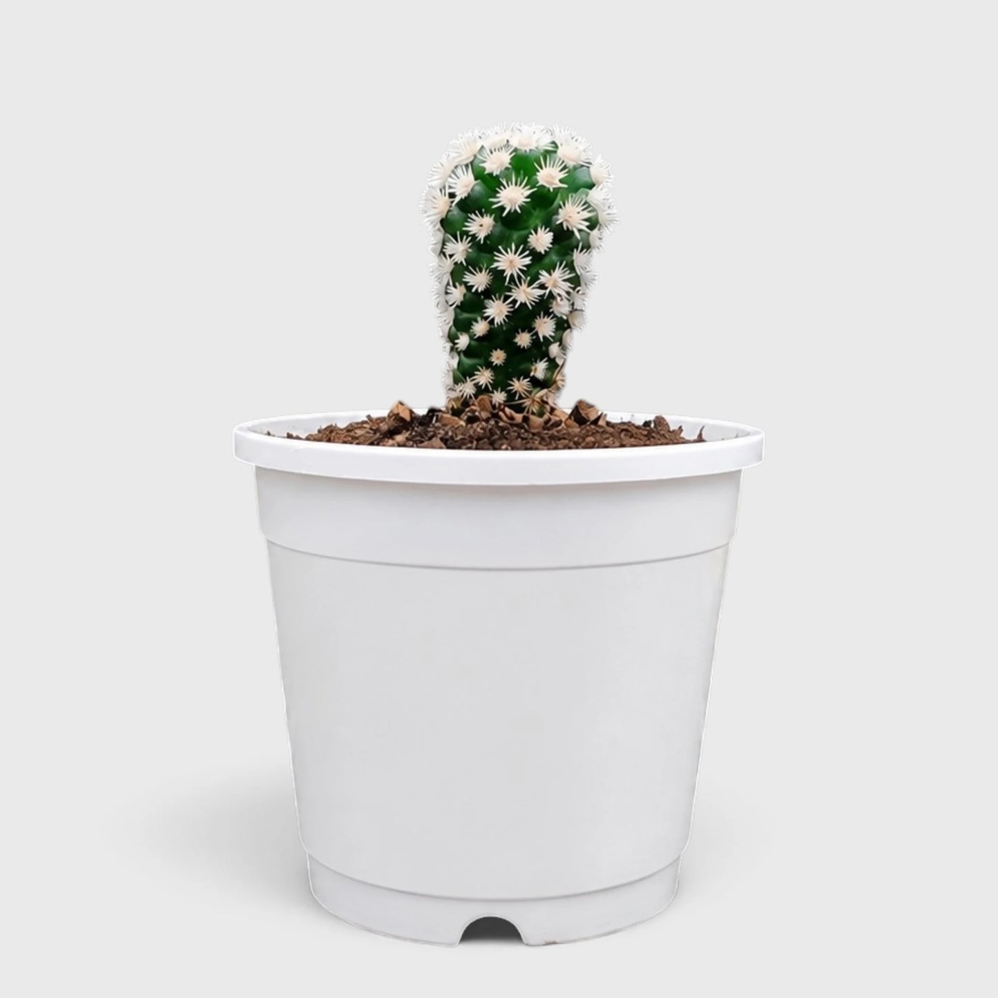 Arizona Snowcap Cactus (Mammillaria vetula ssp. gracilis cv. Arizona Snowcap) | Rare Cluster Cactus