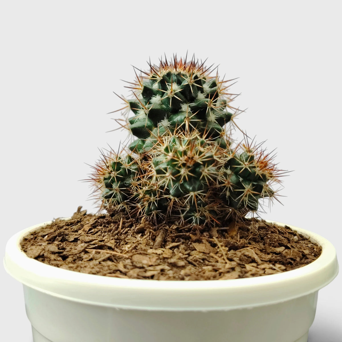 Mammillaria Voburnensis Cactus – Versatile & Beautiful Cactus