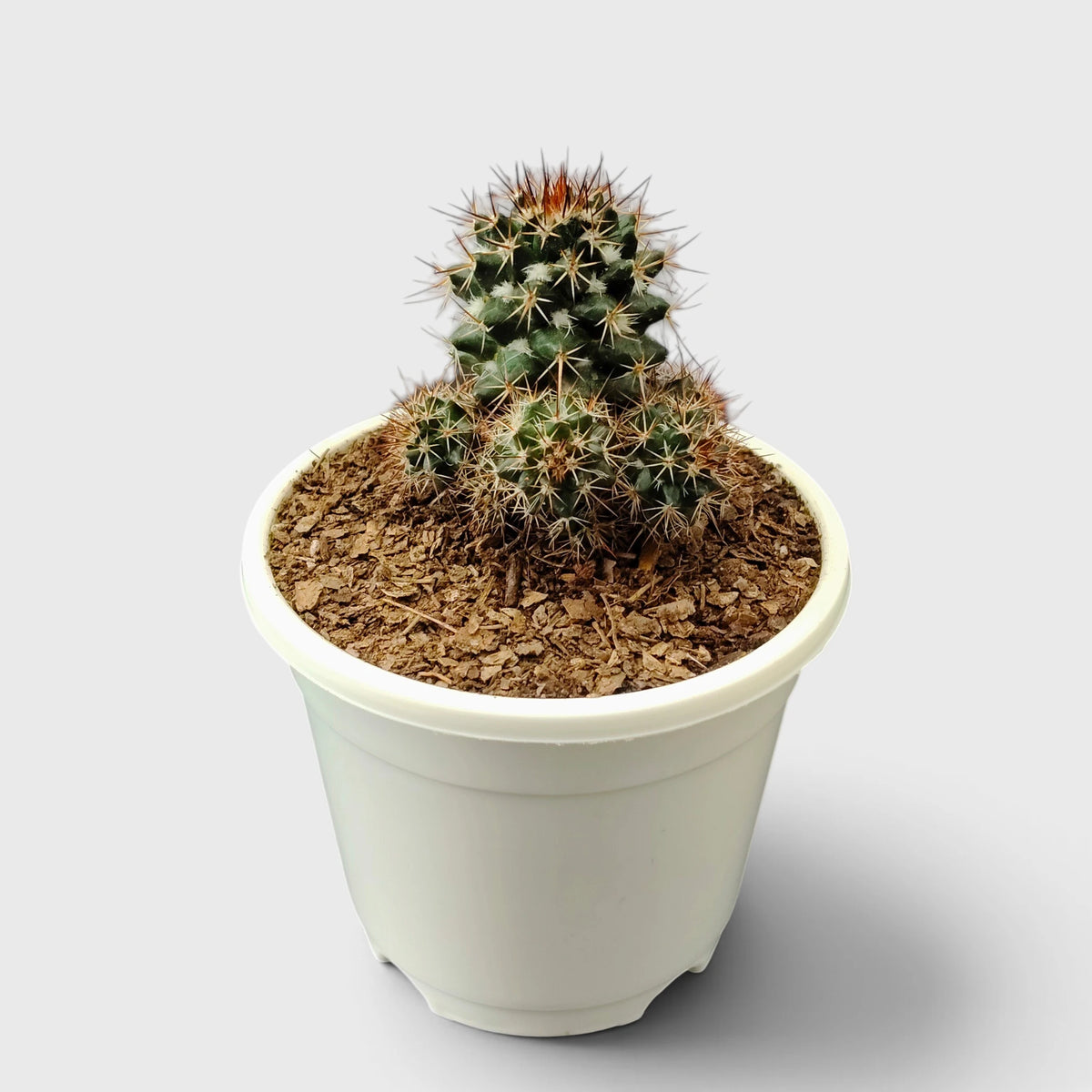 Mammillaria Voburnensis Cactus – Versatile & Beautiful Cactus