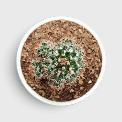 Mammillaria Voburnensis Cactus – Versatile & Beautiful Cactus