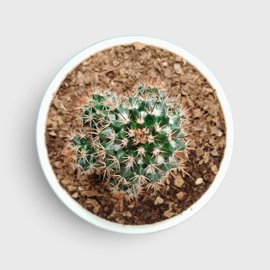 Mammillaria Voburnensis Cactus – Versatile & Beautiful Cactus
