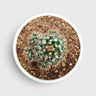 Mammillaria Voburnensis Cactus – Versatile & Beautiful Cactus