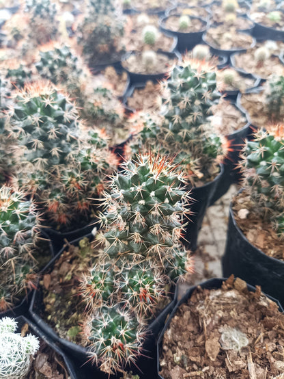Mammillaria Voburnensis Cactus: Versatile and Beautiful - My Store