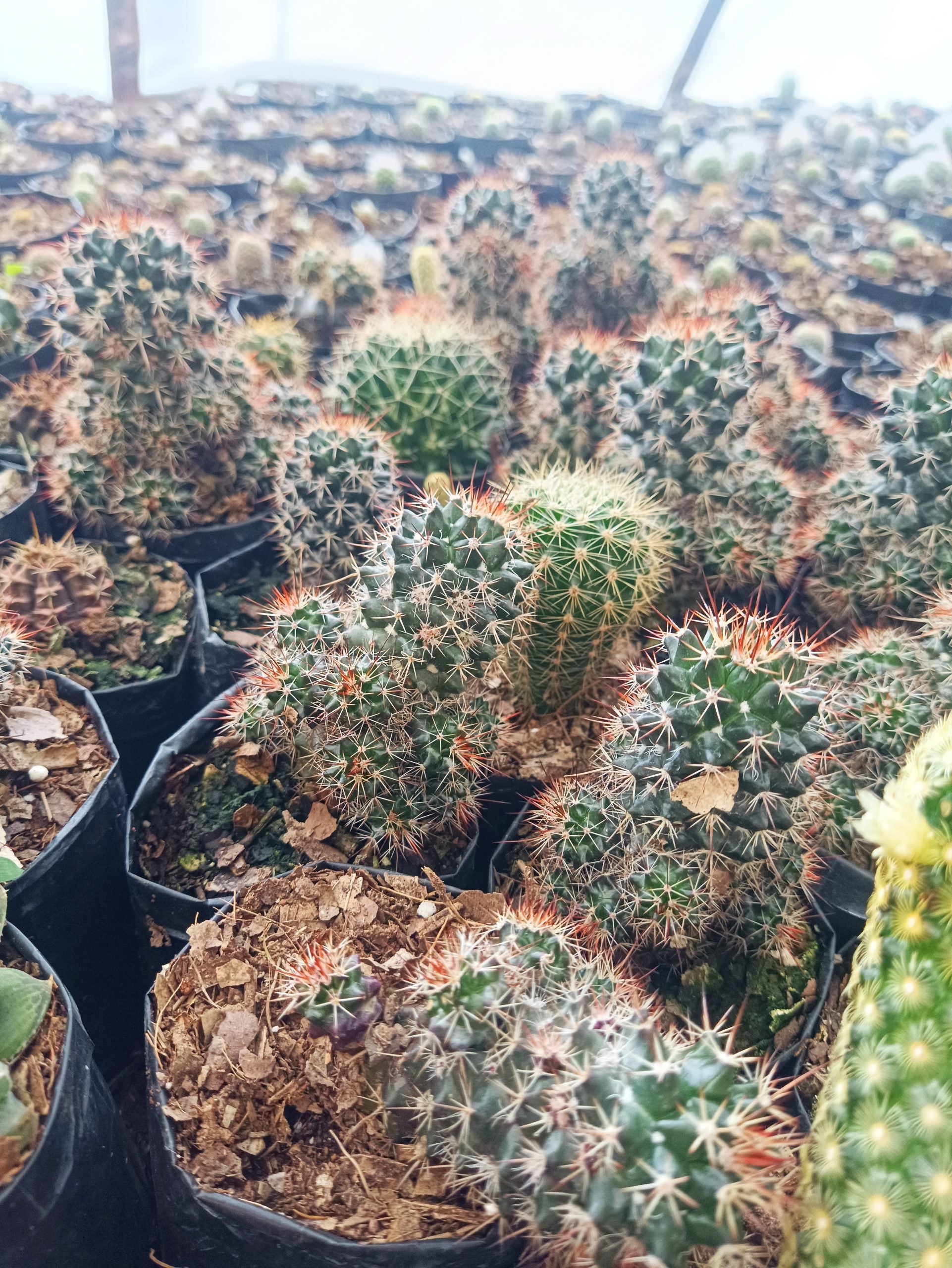 Mammillaria Voburnensis Cactus: Versatile and Beautiful - My Store