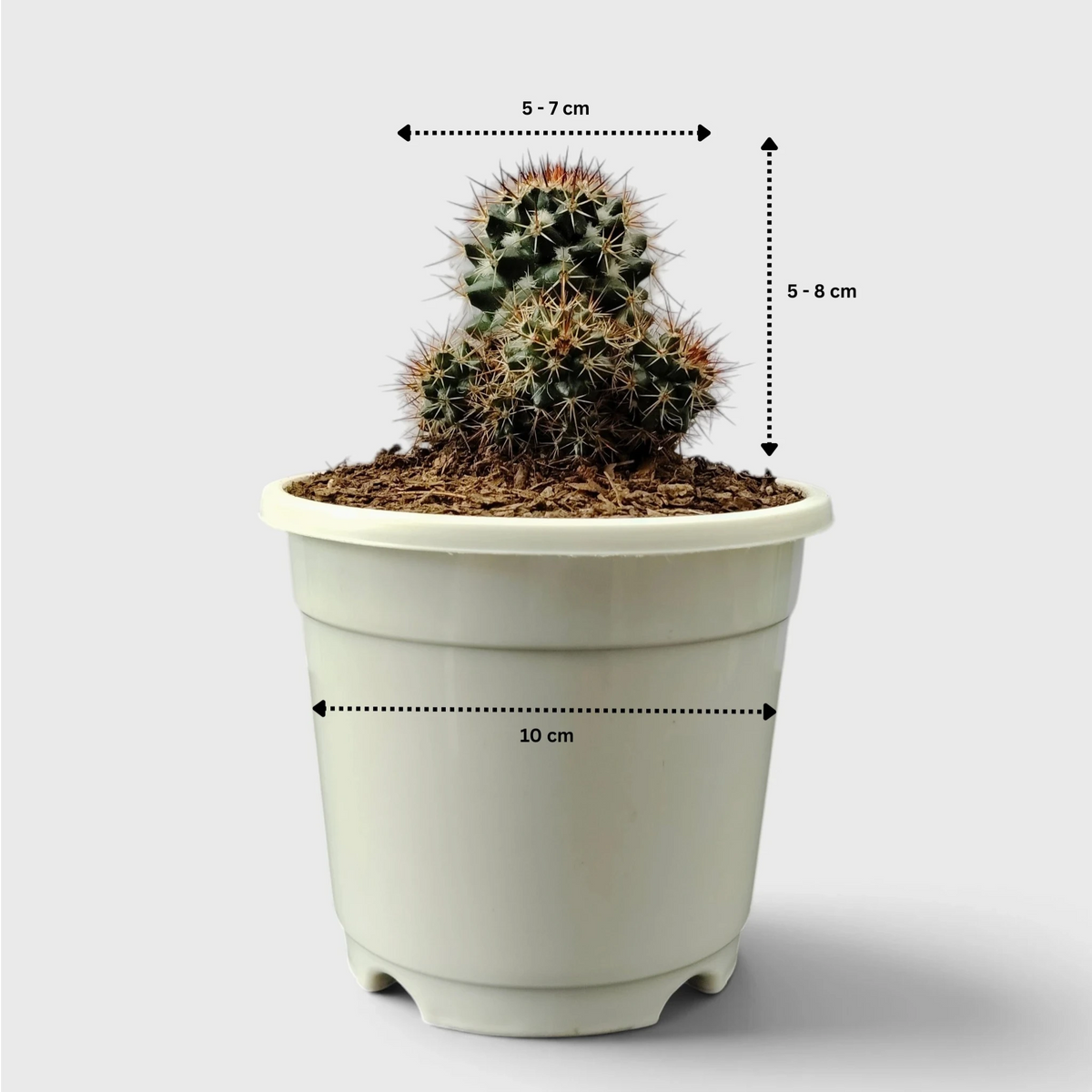 Mammillaria Voburnensis Cactus – Versatile & Beautiful Cactus
