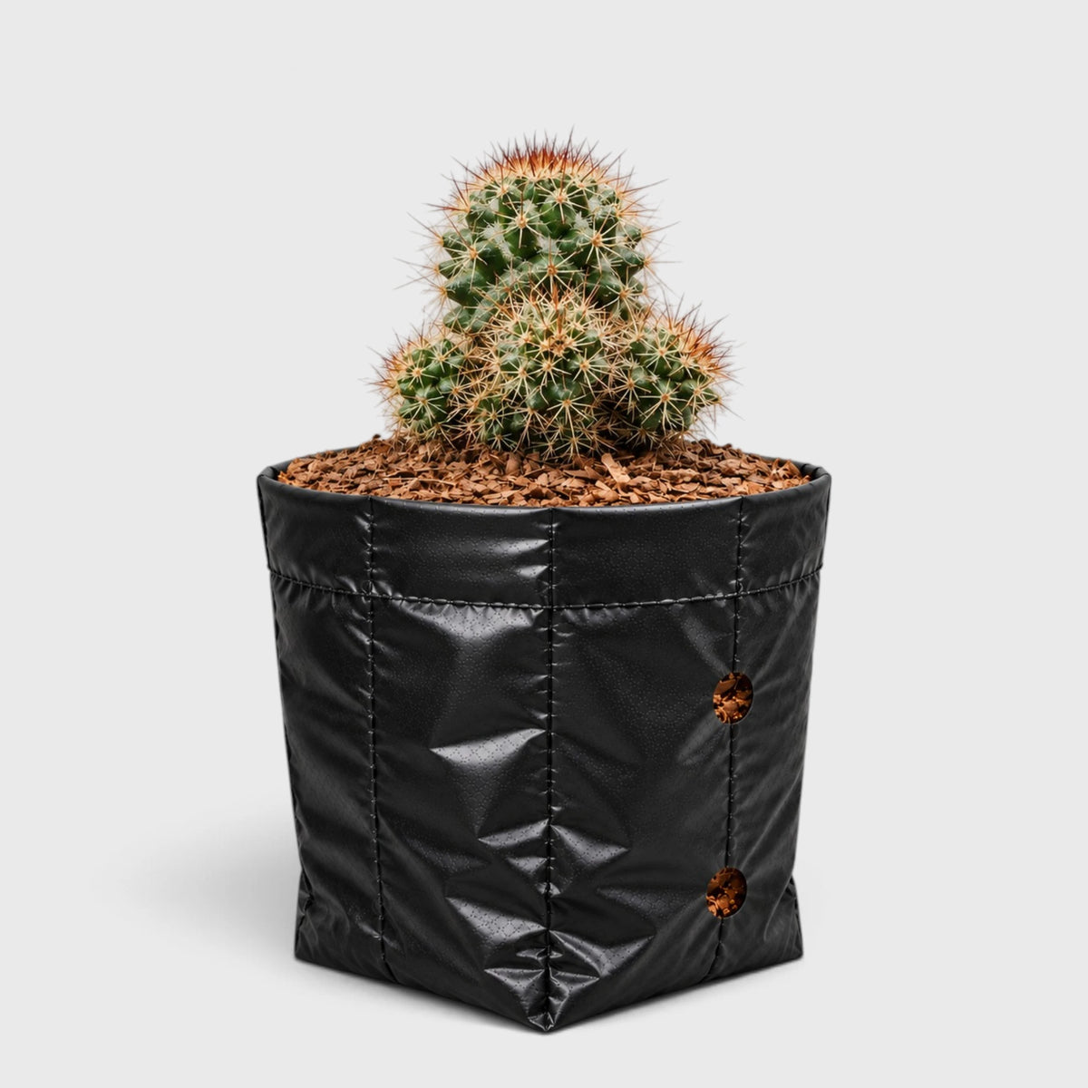 Mammillaria Voburnensis Cactus – Versatile & Beautiful Cactus