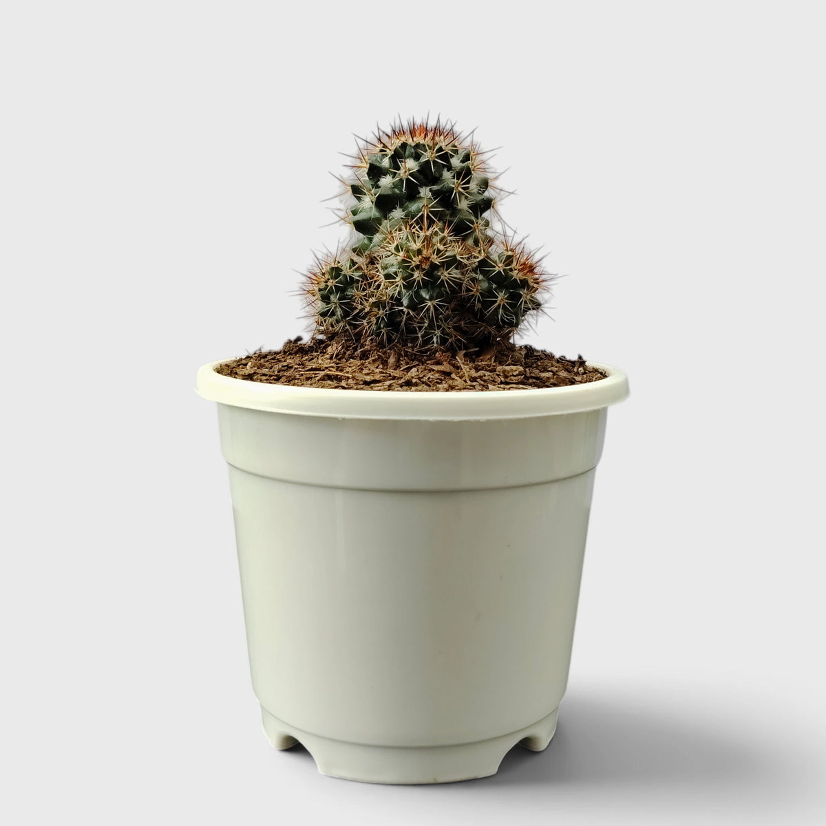 Mammillaria Voburnensis Cactus – Versatile & Beautiful Cactus