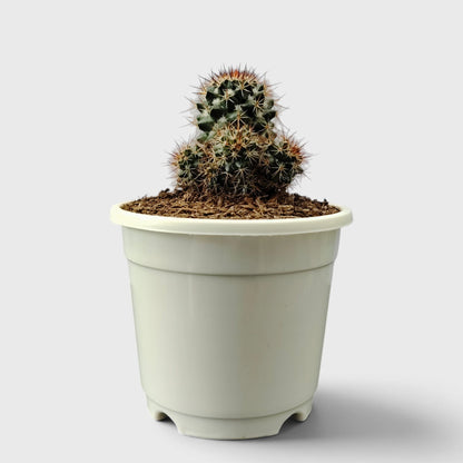 Mammillaria Voburnensis Cactus – Versatile & Beautiful Cactus