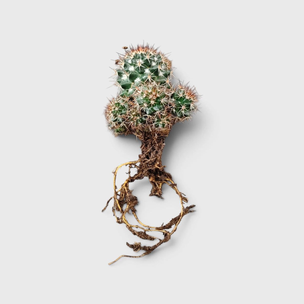 Mammillaria Voburnensis Cactus – Versatile & Beautiful Cactus