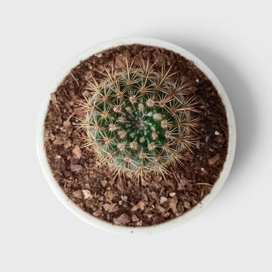 Mammillaria Yucatanensis Hybrid Cactus - Desert Elegance for Home, Office, and Garden